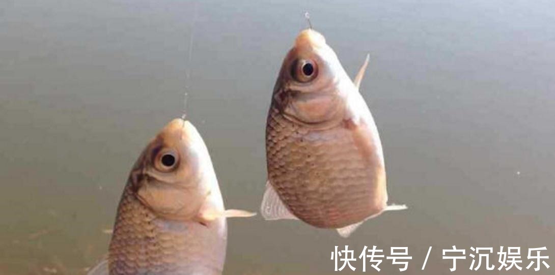 胆子|老钓手钓鲫鱼的“偏方”,亲自试了下,差点没把一条河的鲫鱼钓光