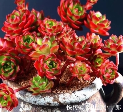 多肉蒂亚徒长了?狠心砍一刀,颜色红彤彤,养成小老桩!