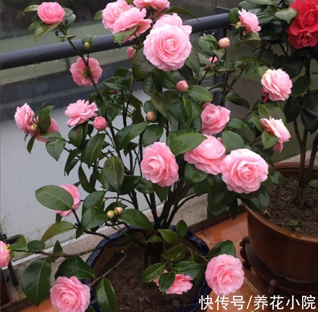 桂花|9月养2种花，多补磷钾肥，花苞长得又多又大