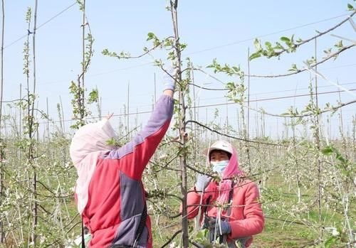 崇信：苹果花开幸福来