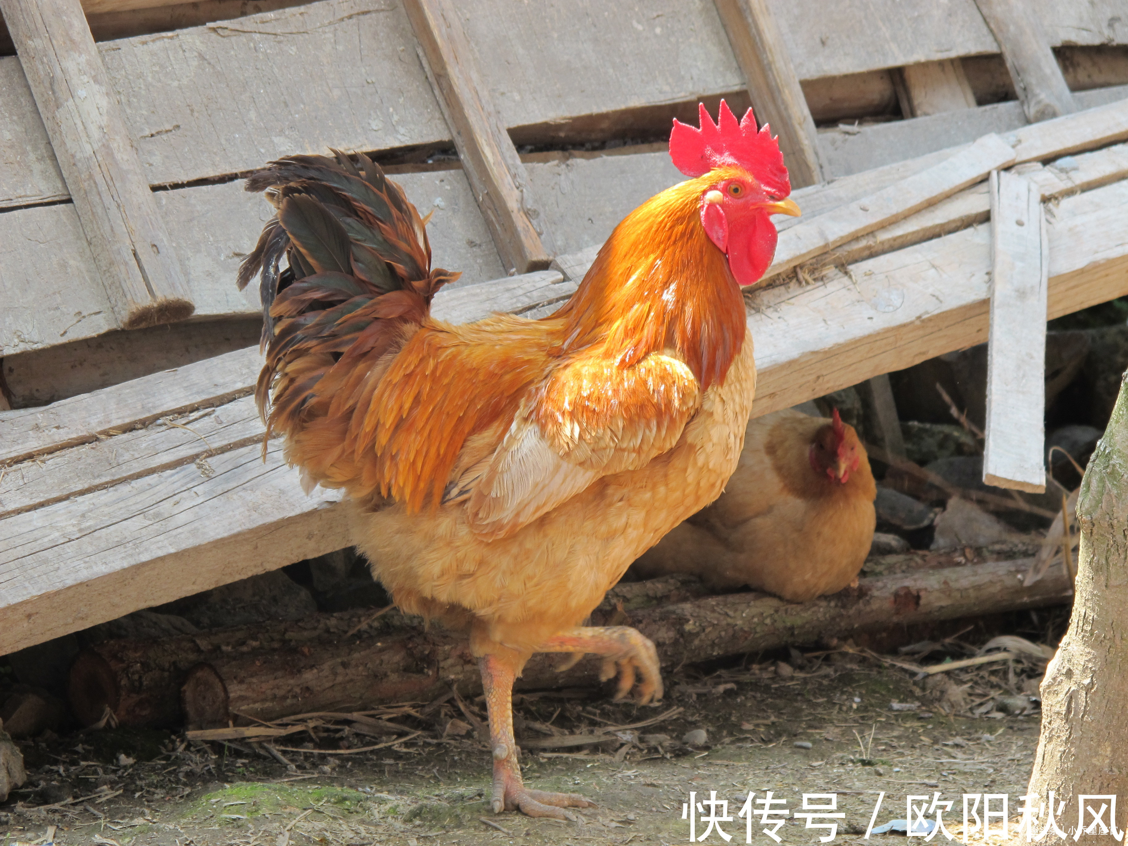 伴侣|和生肖蛇幸福配对的最佳伴侣是谁？郎才女貌，金玉良缘，家宅兴旺