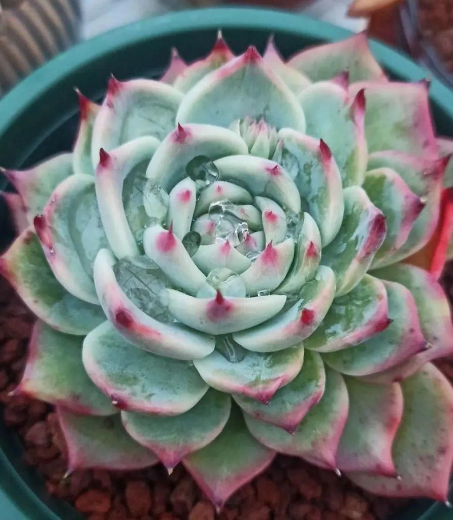 拼盘|多肉养在大盆里,就是豪横霸气,棵棵大得像白菜