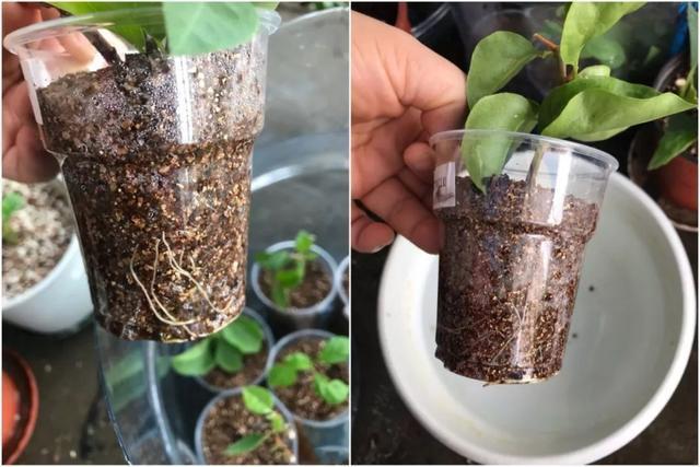 扦插|三角梅的养护大全摘光叶子，少浇水，使劲晒，开花爆满盆