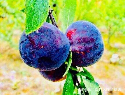 暖宫果|女性宫寒,易得妇科病!多食此“暖宫果”,宫寒没了,防妇科炎症