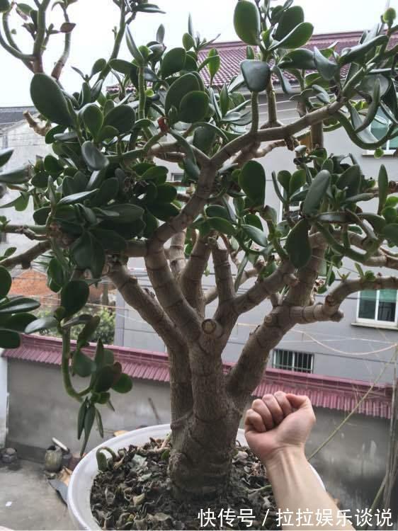 玉树好看,但难养,其实掌握这些“诀窍”,枝粗叶大,美极了