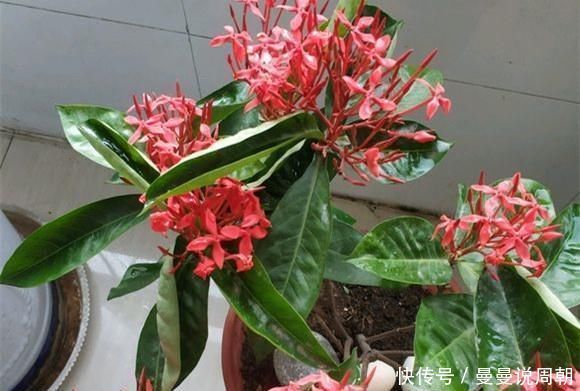 这种“漂亮”的花卉,适合养阳台,家里栽2盆,长得旺、花开多