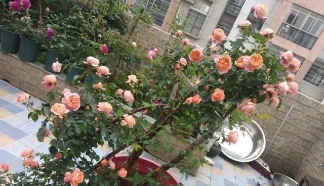 月季|3种花养在小盆里，2年变老桩，茎干粗壮开花香，1次能开50朵