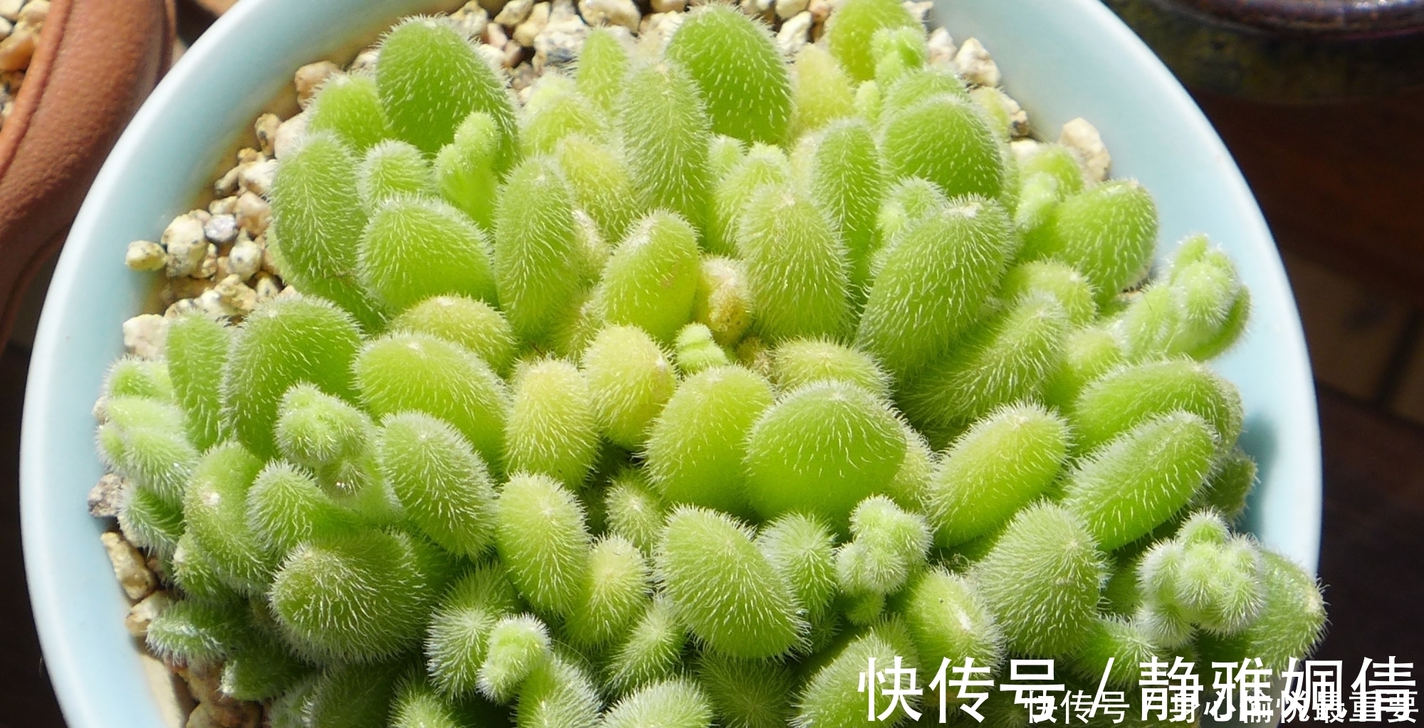 多肉|爱多肉的花友几乎都养过的8个品种,长寿花老少皆宜,桃蛋最迷人