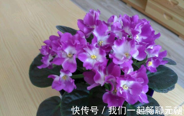 聪明人都养4种花,花朵大花期长,比牡丹还美,年年开花美翻