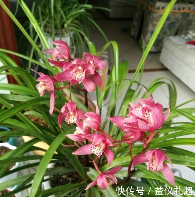 养兰花,浇水牢记3句话,兰花10年不烂根,越长越壮