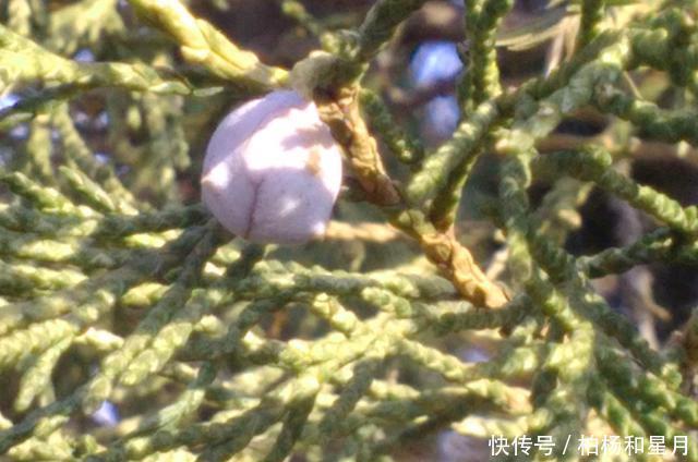 浅蓝色|冬天里浅蓝色的侧柏果实