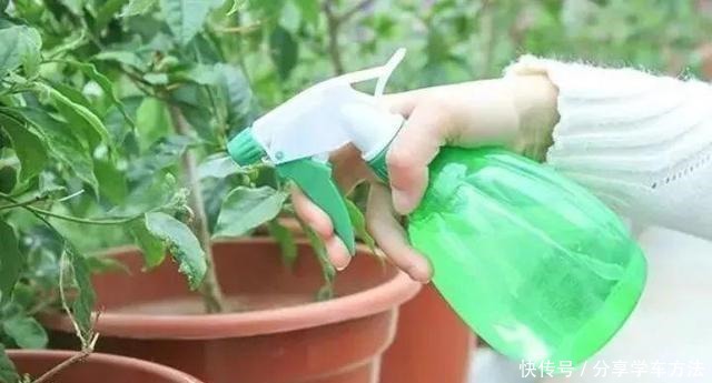 养花施肥,这“4大禁区”莫入,不然适得其反,啥花都会烂根黄叶!