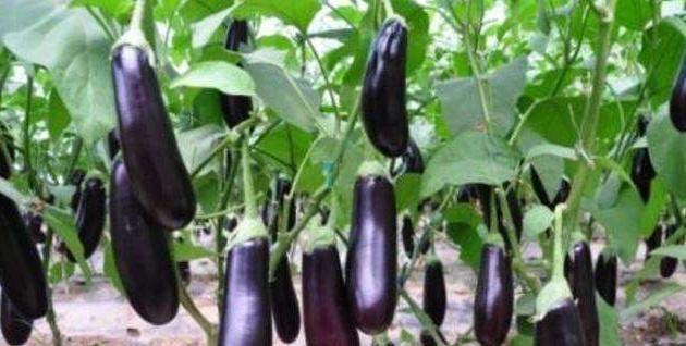 减肥瘦身|常吃茄子好处多,但却不能乱吃,茄子的1大禁忌,还有人不了解