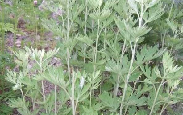 农村|“家有三年艾,郎中不再来”,艾草功效多到数不清!遇到要多采!