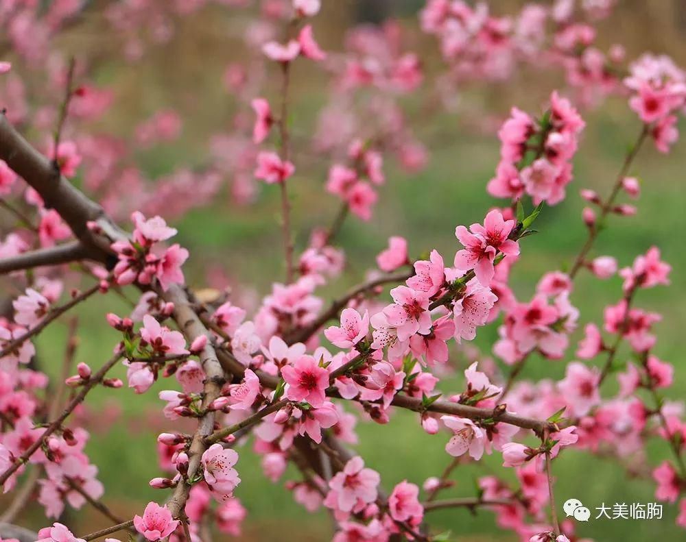 桃花|一树桃花入梦来