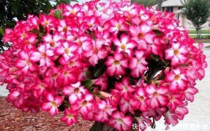 4种花好养又漂亮,花朵大花期长,越长越旺,花香四溢!