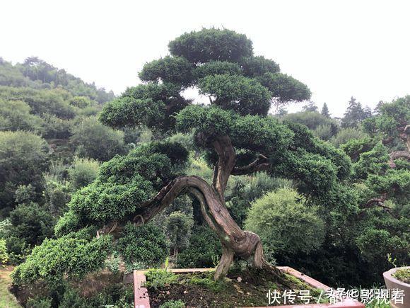 家里不能养的花,这3类绿植,白送都不要,危害巨大不建议养