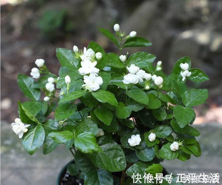 养茉莉花，盆里放几粒“小东西”，花儿怒放、芳香，一年开花不断