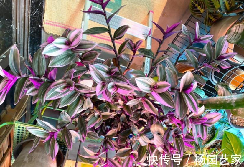 秋天养花怕出现“空盆”？做好4件事，植株有精神，枝叶绿