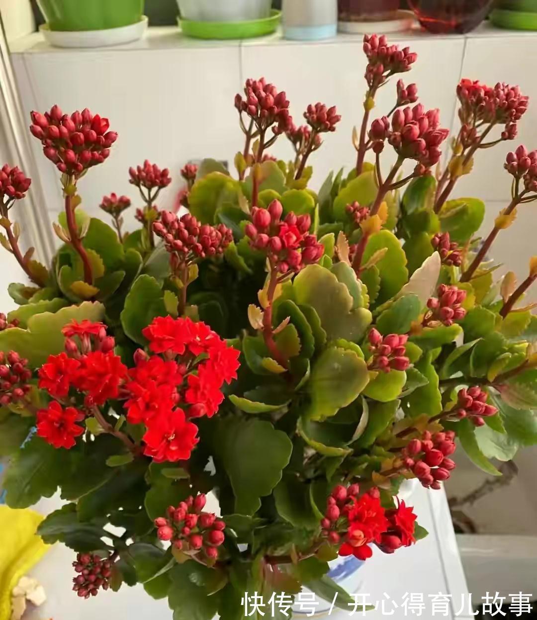 冬天|长寿花有4喜和3怕,冬天养护尤其要注意