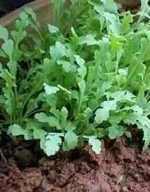 罂粟幼苗竟“撞脸”多种蔬菜！快来看看如何识别~