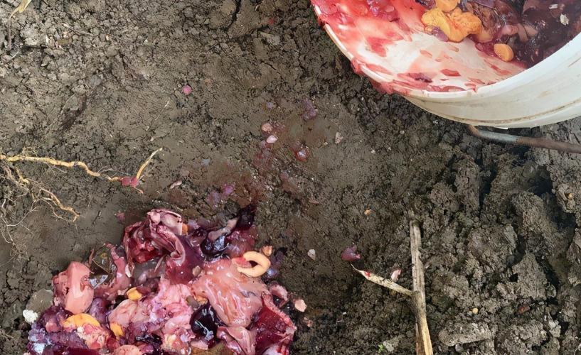 养花离不开肥料,园艺新人可这么自制,省钱又好使