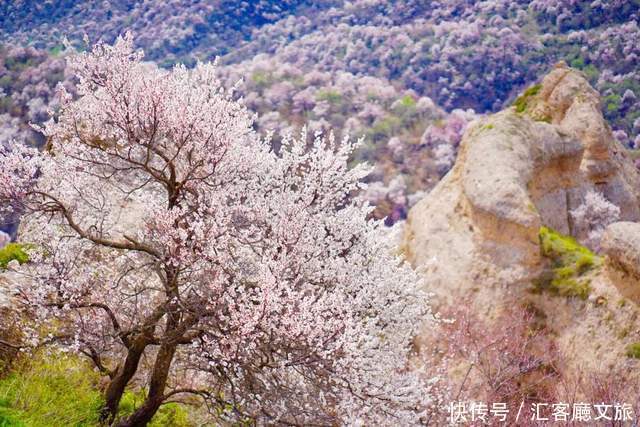 老年|在新疆伊犁杏花香雪里，等待杏花微雨中遇见你，从此一眼千年