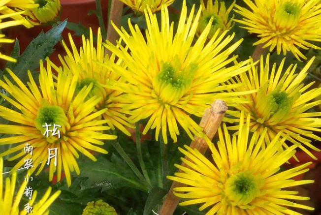 喜欢菊花，不如养盆“菊中珍品”，似嫦娥奔月，玲珑可爱