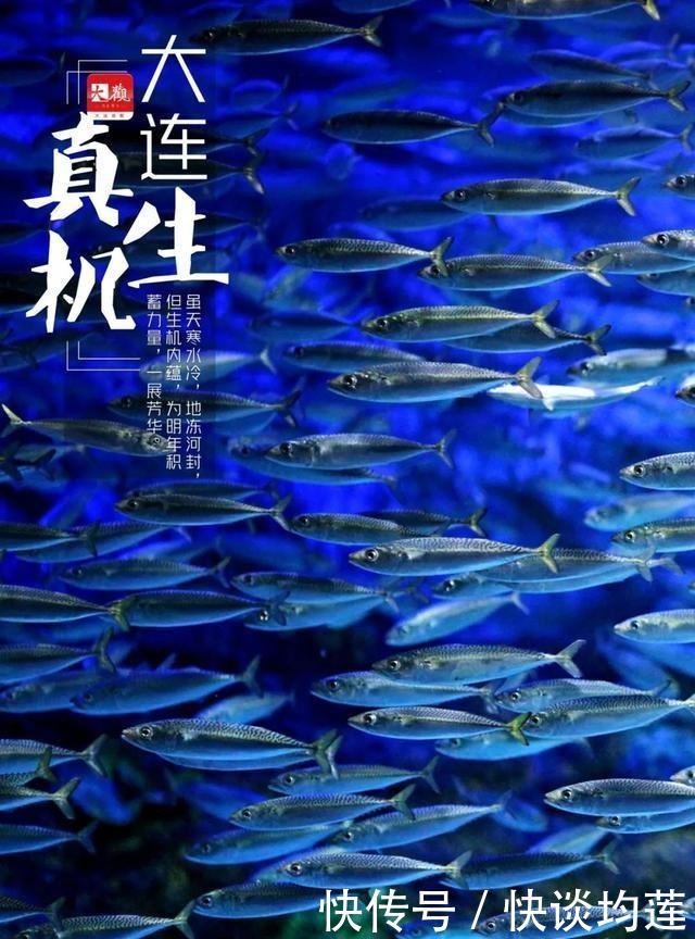 大连|大雪,大连,大生机