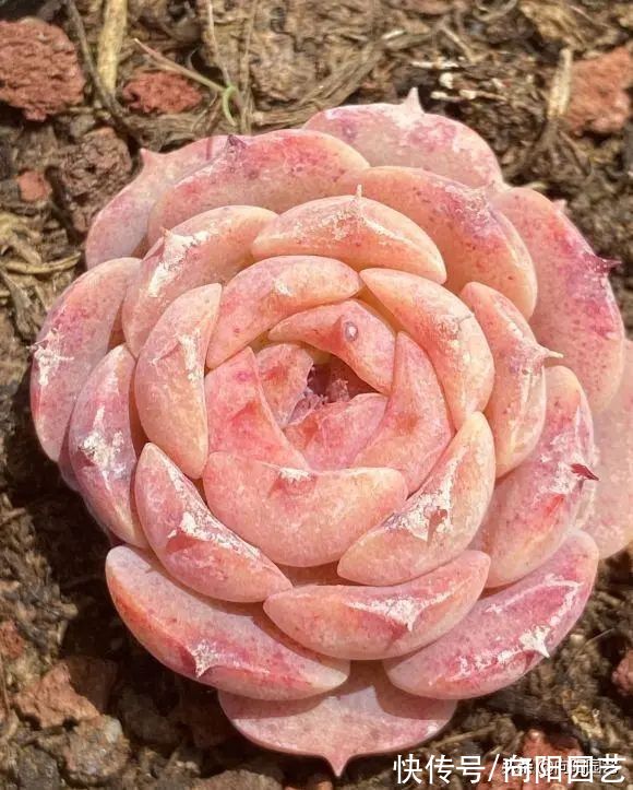 多肉植物，10大养护技巧，只要你能学会，14天“绿叶变红叶”