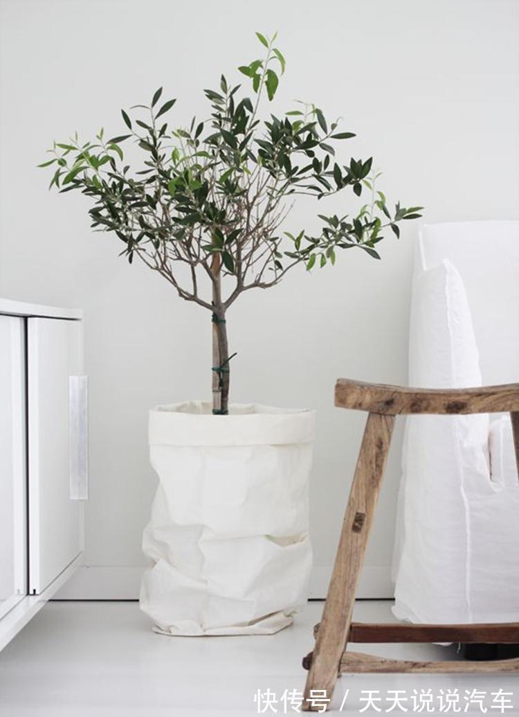 世上没有丑绿植,只有不好看的花盆