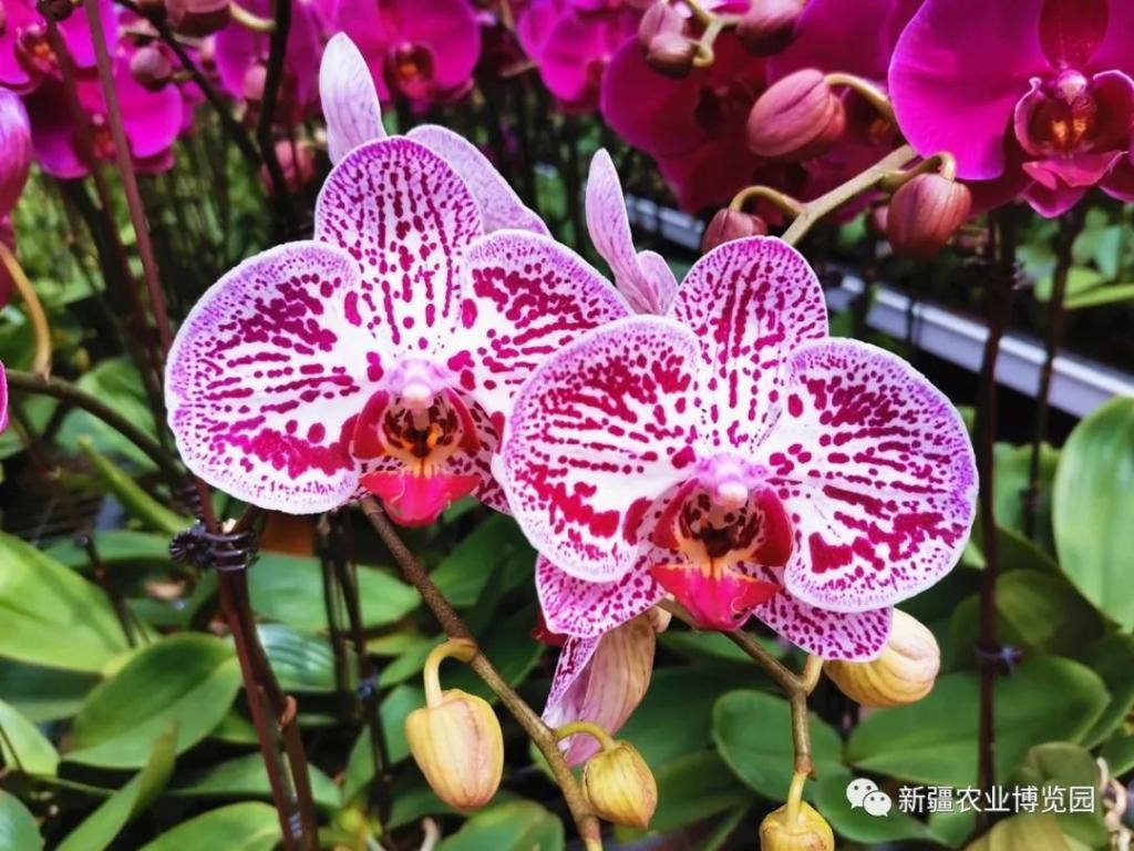 云赏花丨蝴蝶兰绚丽绽放,惊艳了盛夏时光