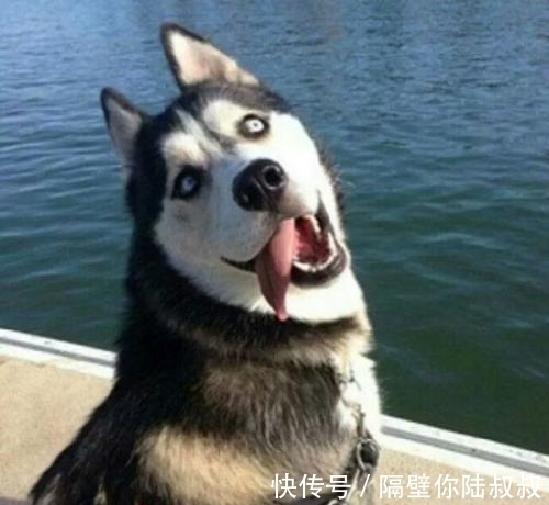 |幽默段子:最好的请假理由