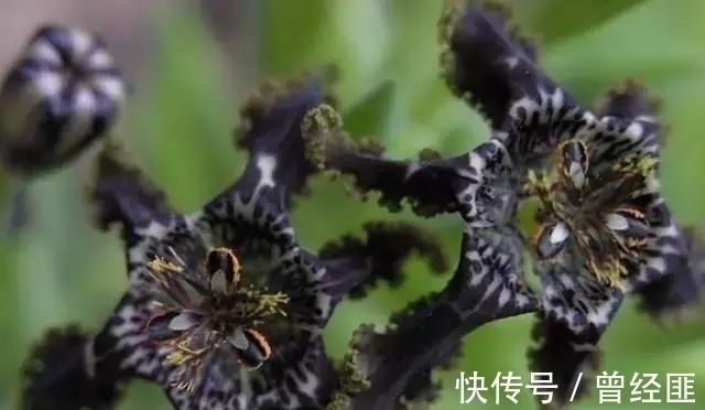 黑杰克|盘点：20种世界上最黑的花，黑的美，黑的妙，黑的呱呱叫