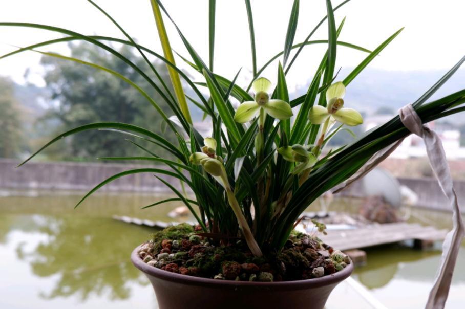 营养性|兰花僵苗、状态差该怎么办?趁早“解锁”3方面顾虑,才不空盆