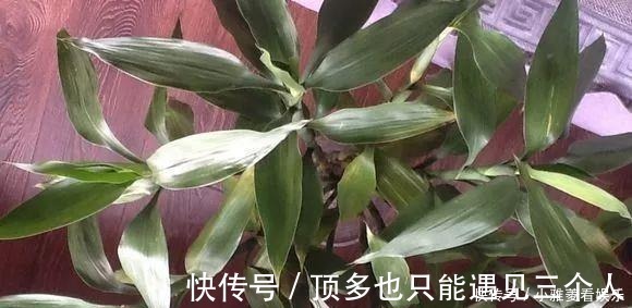 阿司匹林|家里“过期”小药片,养花是个宝,丢在盆里,比生根水还管用!