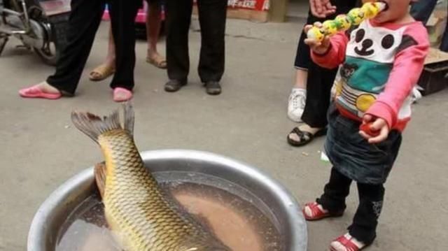 黄河鲤鱼|中国“四大鱼”之一,现在几乎没有人吃,为什么人们不吃呢