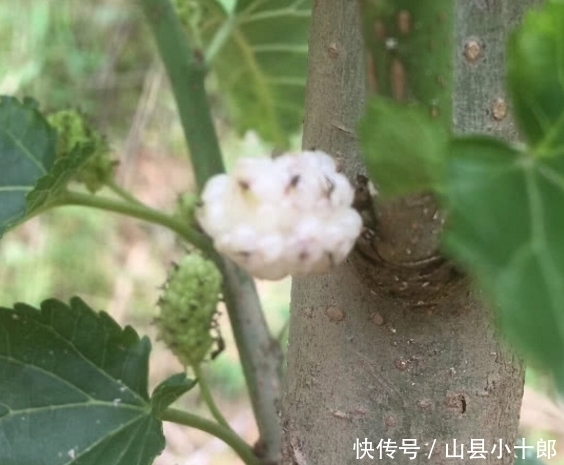 ?|教给你怎样分清这两种植物!你们小时候有没有认错过?