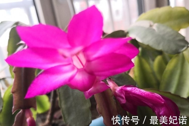 岁月如歌#年暮梅红|学海觅挚友,文坛铸诗心(诗词七首)