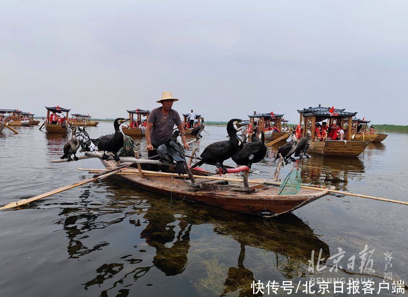 码头|高清大图抢先看｜白洋淀景区升级改造后试运营