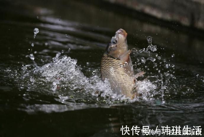 夏天|夏天水库钓鲤鱼，鱼饵这么搭配，轻松上鱼几十斤