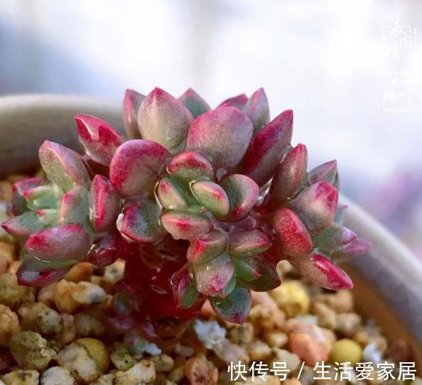 秋天多肉进入生长快车道,教你5个小技巧,快速爆崽长势旺