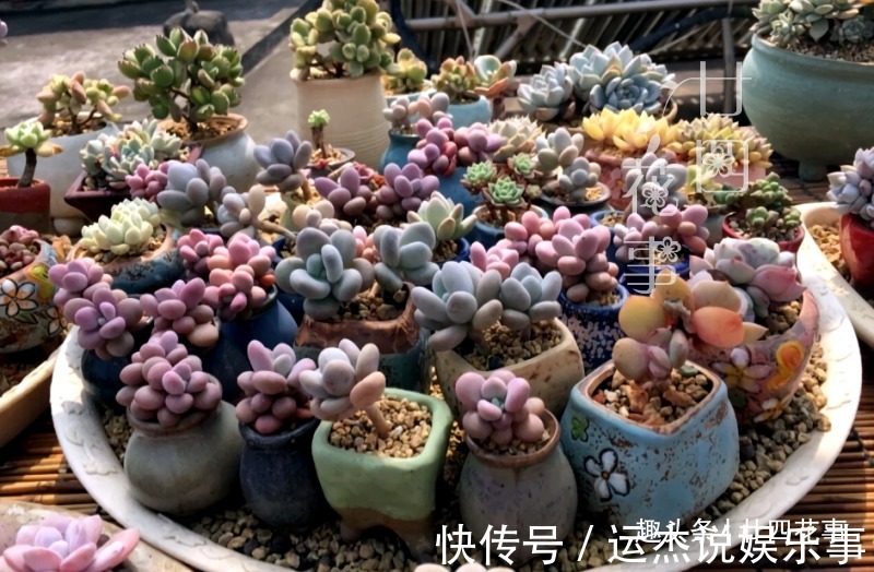 浇水|夏天不敢给多肉浇水？一个小妙招，轻松解决难题，适合新手和懒人