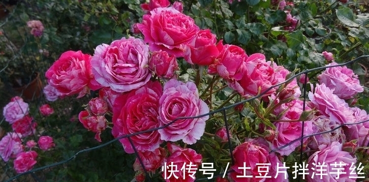 这些植物不怕水,浇水越多越旺,花叶长满盆,花开绚丽多彩