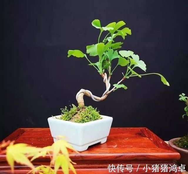 银杏树|聪明人爱养这八种“守家树”,护宅吉祥保平安,养好了都是传家宝