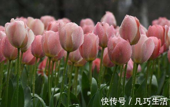 懒人家里养花,此款花卉四季常开,一条藤千朵花,堪称爆盆良才