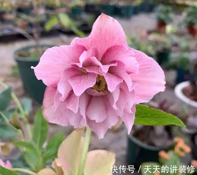 花的品种图片和花名 花的品种图片和花名