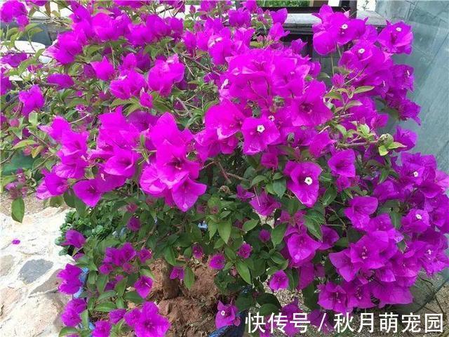 秋天|秋天养“6种花”就不可以多浇水,不然容易黄叶烂根,开花更是难