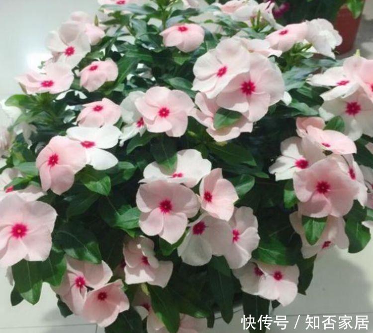 4种花真的美不胜收,懒人新手都能养好,一养就上瘾