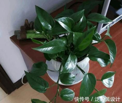 壮叶|用啤酒养花，按照4步操作，盆栽根壮叶绿长势旺，植物花多色艳